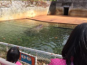 最近カバさんがお気に入り