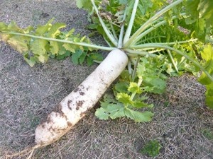 daikon