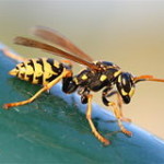 アシナガ蜂